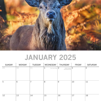 Country Wildlife - 2025 Square Wall Calendar Animals 16 Months Premium Planner