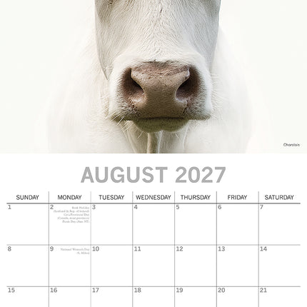 Cows 2027 Square Wall Calendar August sample page