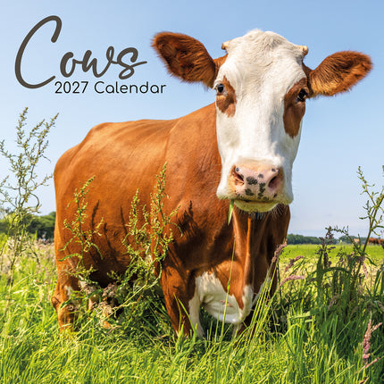 Cows 2027 Square Wall Calendar cover