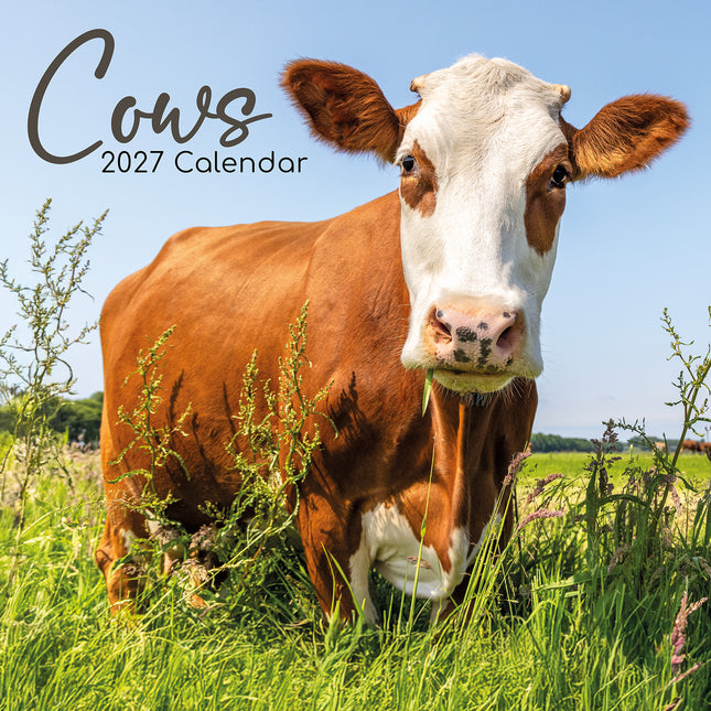Cows 2027 Square Wall Calendar cover