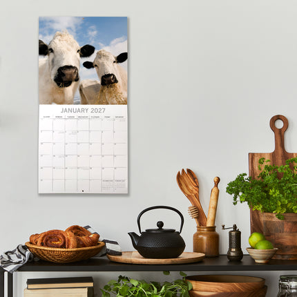 Cows 2027 Square Wall Calendar lifestyle image