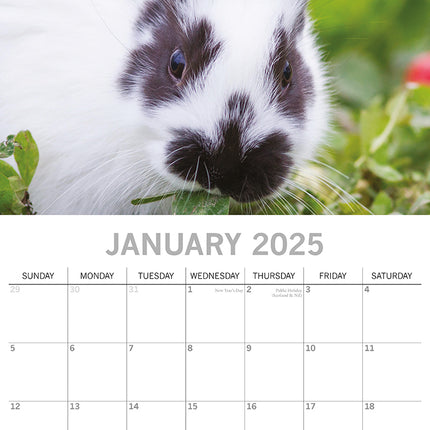 Cute Bunnies - 2025 Square Wall Calendar Pets Animals 16 Months Premium Planner