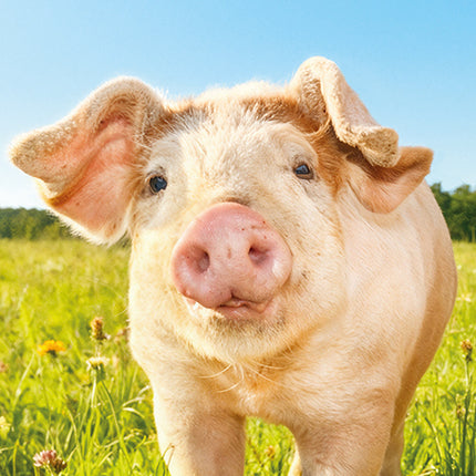 Cute Piggies 2027 Premium Slim Wall Calendar cover
