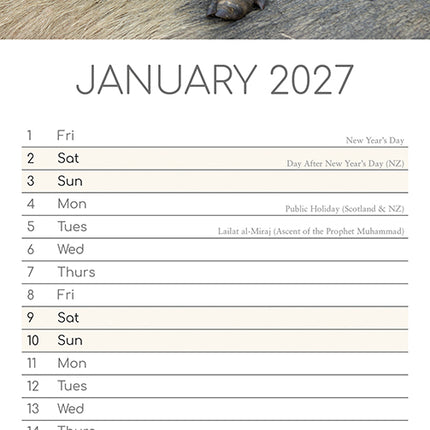 Cute Piggies 2027 Premium Slim Wall Calendar January sample page