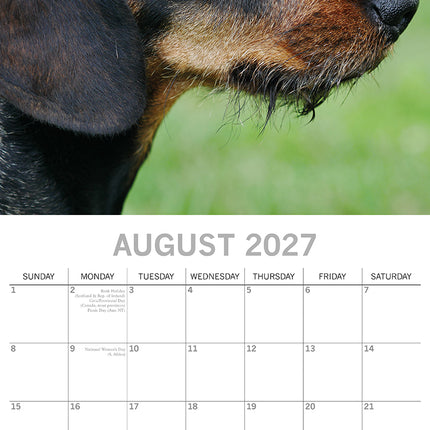 Dachshunds 2027 Premium Square Wall Calendar August sample page
