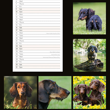 Dachshunds 2027 Premium Slim Wall Calendar back cover