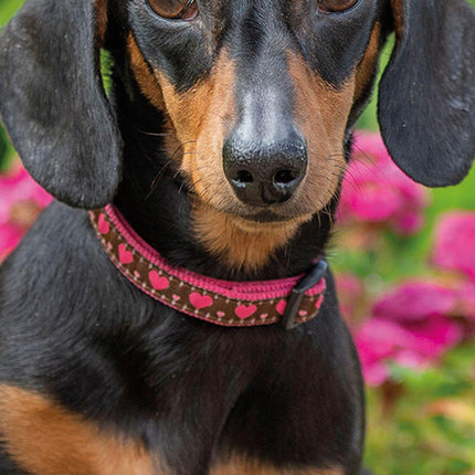 Dachshunds 2027 Premium Slim Wall Calendar cover
