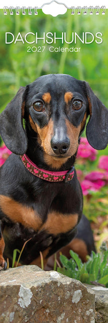 Dachshunds 2027 Premium Slim Wall Calendar cover