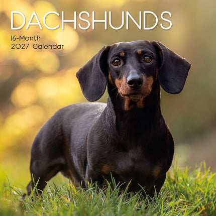Dachshunds 2027 Premium Square Wall Calendar cover