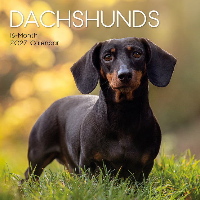 Dachshunds 2027 Premium Square Wall Calendar cover