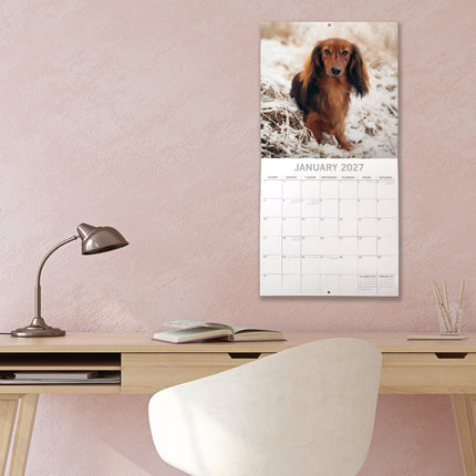 Dachshunds 2027 Premium Square Wall Calendar lifestyle image