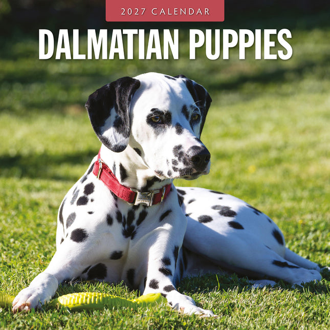 Dalmatian Puppies 2027 square wall calendar - front cover