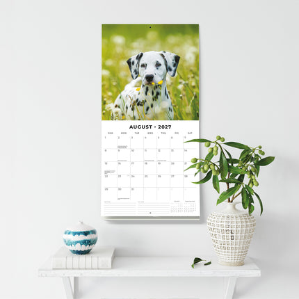 Dalmatian Puppies 2027 square wall calendar - wall display