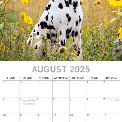 Dalmatians 2025 Square Wall Calendar Dogs Pets Animals 16 Months Premium Planner