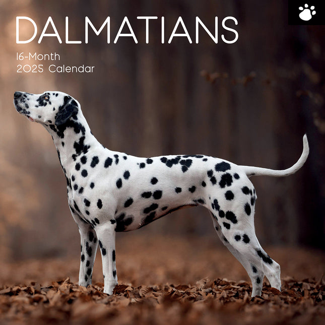 Dalmatians 2025 Square Wall Calendar Dogs Pets Animals 16 Months Premium Planner