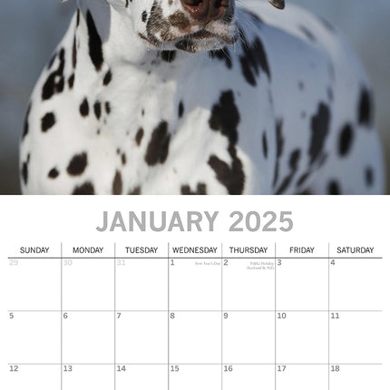 Dalmatians 2025 Square Wall Calendar Dogs Pets Animals 16 Months Premium Planner