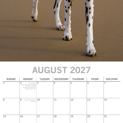 Dalmatians 2027 Premium Square Wall Calendar August sample page