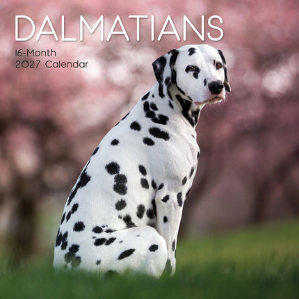 Dalmatians 2027 Premium Square Wall Calendar cover