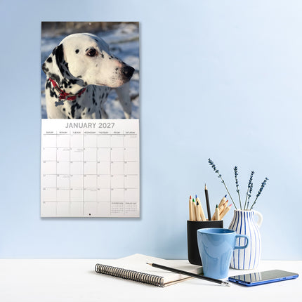 Dalmatians 2027 Premium Square Wall Calendar lifestyle image