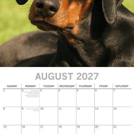 Dobermanns 2027 Premium Square Wall Calendar August sample page