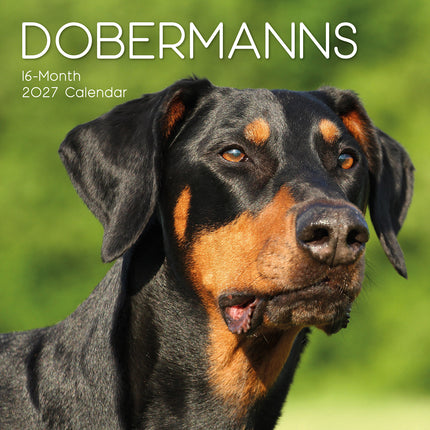Dobermanns 2027 Premium Square Wall Calendar cover