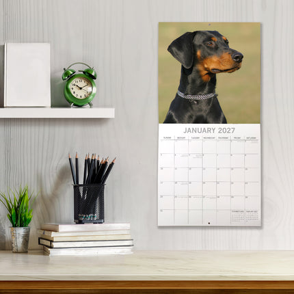 Dobermanns 2027 Premium Square Wall Calendar lifestyle image