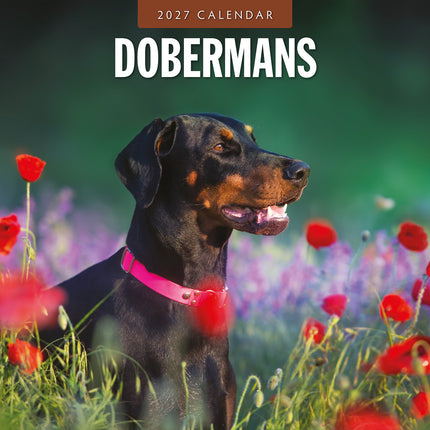 Dobermans 2027 square wall calendar - front cover