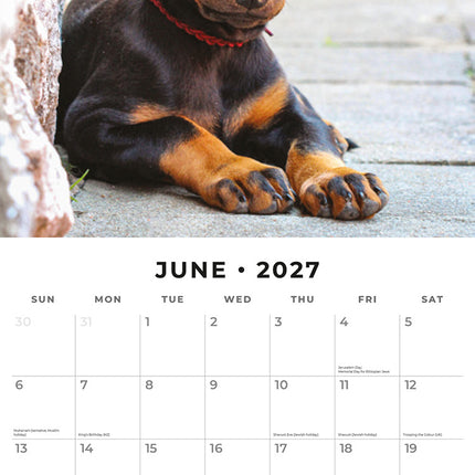 Dobermans 2027 square wall calendar - monthly calendar spread