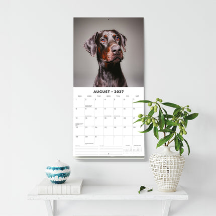 Dobermans 2027 square wall calendar - wall display