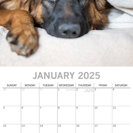 Dog Shaming 2025 Square Wall Calendar Pets Animals 16-Month Premium Planner Gift