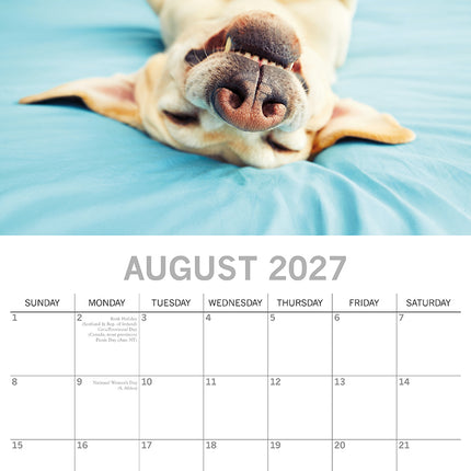 Dog Shaming 2027 Premium Square Wall Calendar August sample page