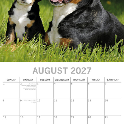 Dogs & Puppies 2027 Square Wall Calendar August sample page