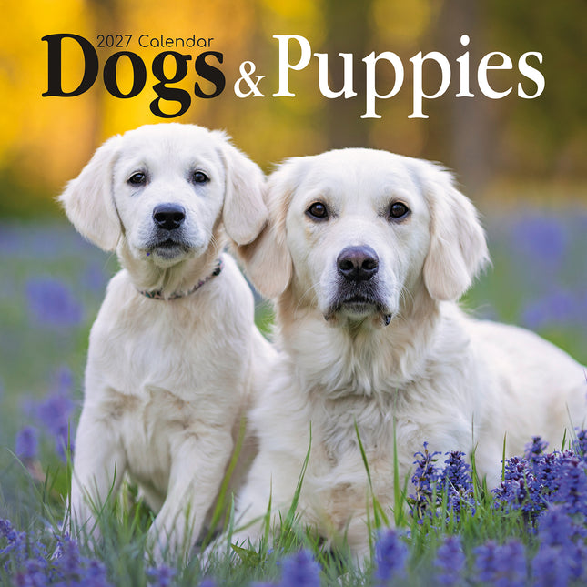 Dogs & Puppies 2027 Square Wall Calendar cover