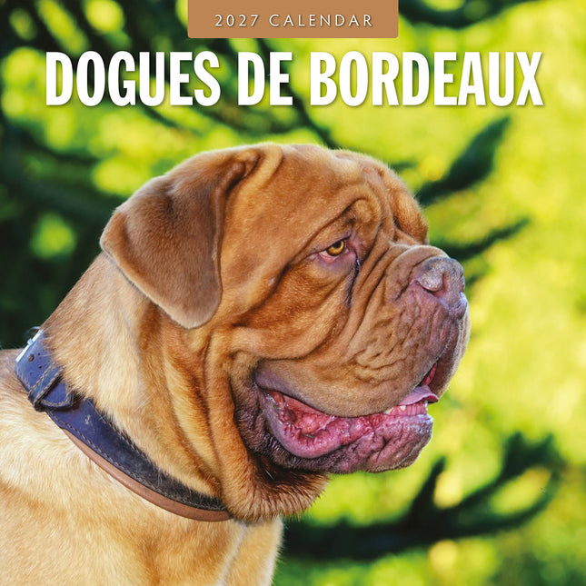 Dogues de Bordeaux 2027 square wall calendar - front cover