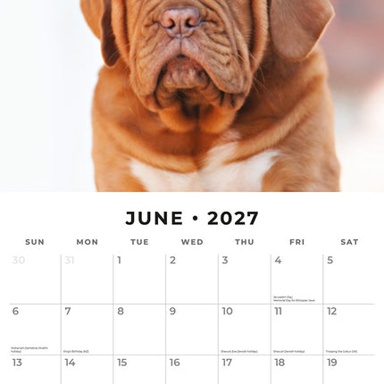 Dogues de Bordeaux 2027 square wall calendar - monthly calendar spread