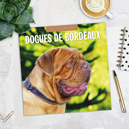 Dogues de Bordeaux 2027 square wall calendar - image detail