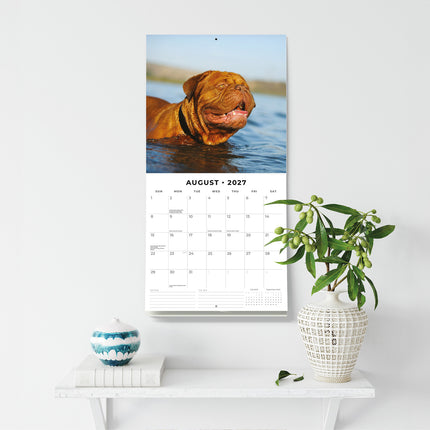 Dogues de Bordeaux 2027 square wall calendar - wall display