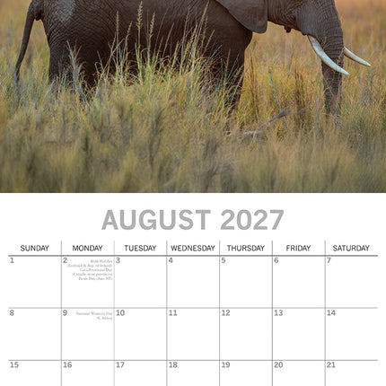 Elephants 2027 Square Wall Calendar August sample page