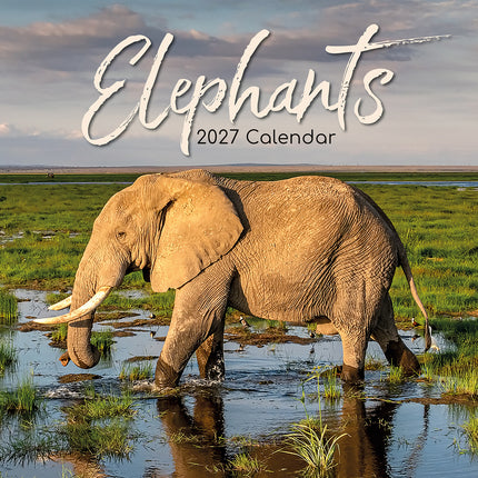 Elephants 2027 Square Wall Calendar cover