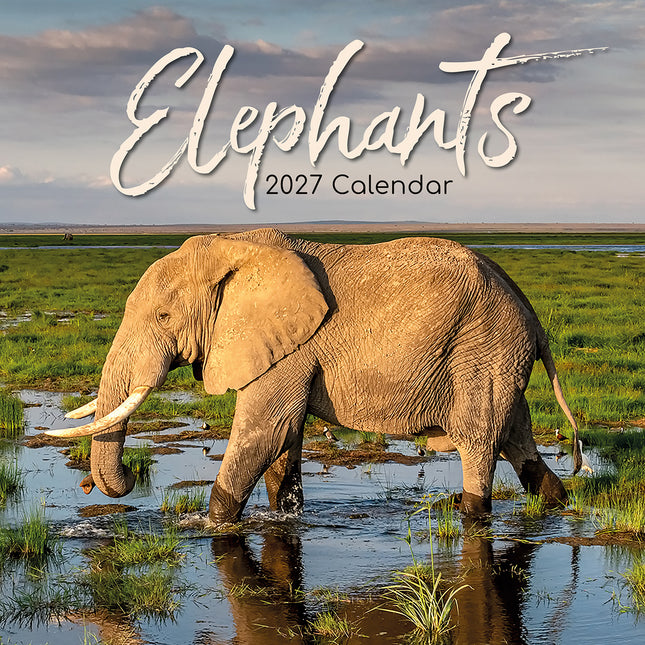 Elephants 2027 Square Wall Calendar cover