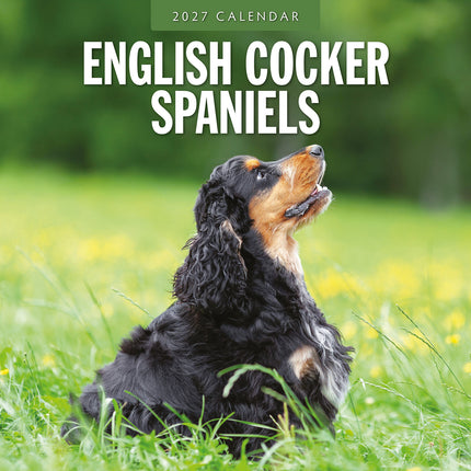 English Cocker Spaniels 2027 square wall calendar - front cover
