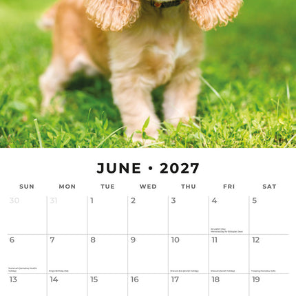 English Cocker Spaniels 2027 square wall calendar - monthly calendar spread