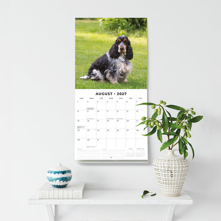 English Cocker Spaniels 2027 square wall calendar - wall display