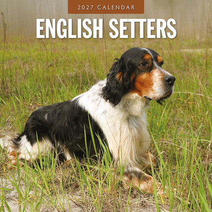 English Setters 2027 square wall calendar - front cover