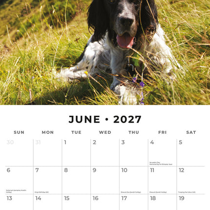English Setters 2027 square wall calendar - monthly calendar spread