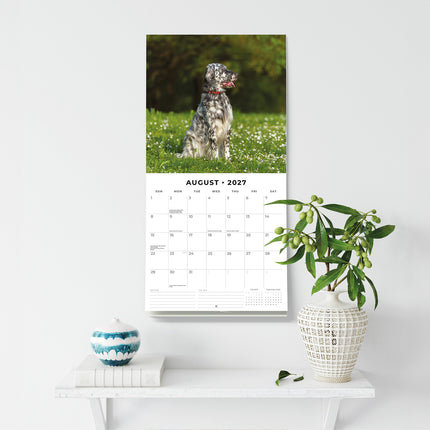 English Setters 2027 square wall calendar - wall display