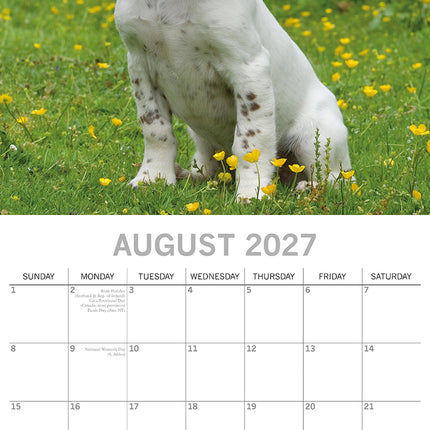 English Springer Spaniels 2027 Premium Square Wall Calendar August sample page