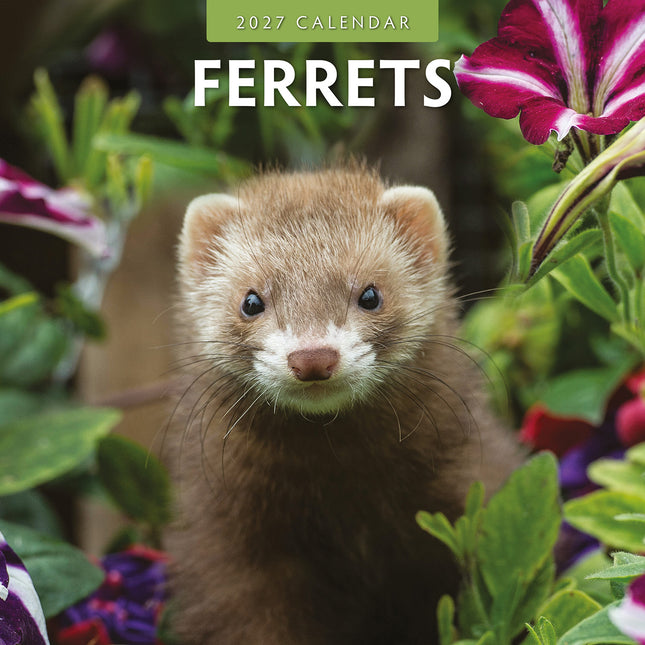 Ferrets 2027 square wall calendar - front cover