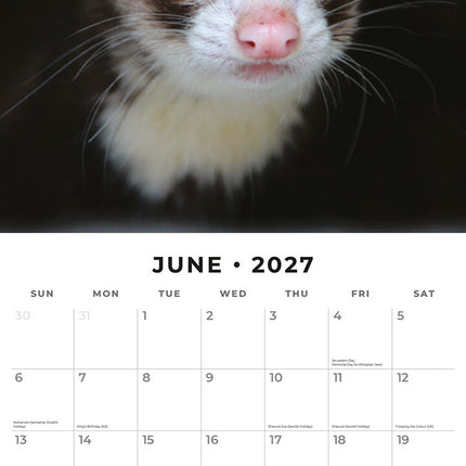Ferrets 2027 square wall calendar - monthly calendar spread