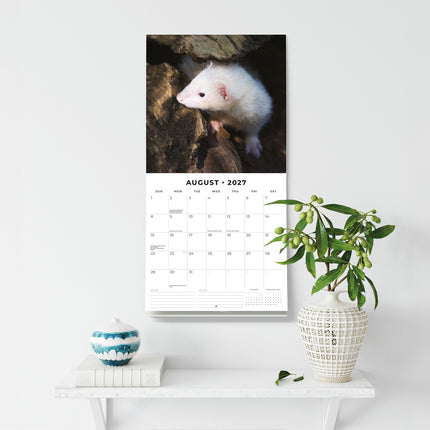 Ferrets 2027 square wall calendar - wall display